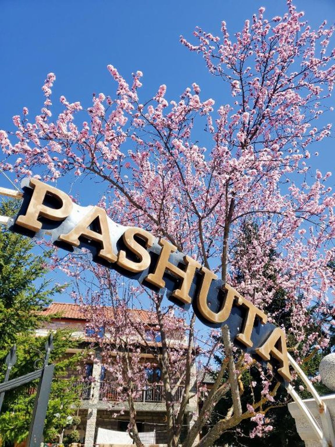 Pashuta