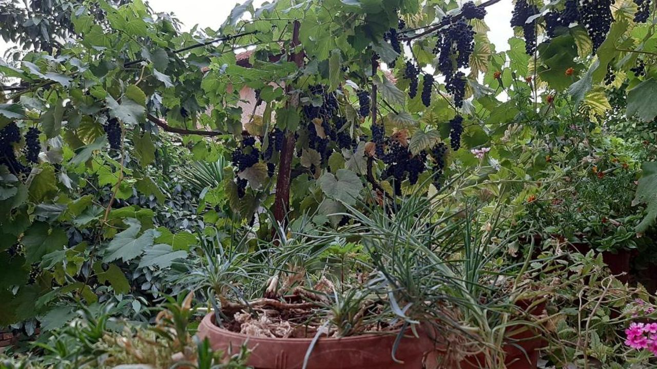 Enki's garden guesthouse