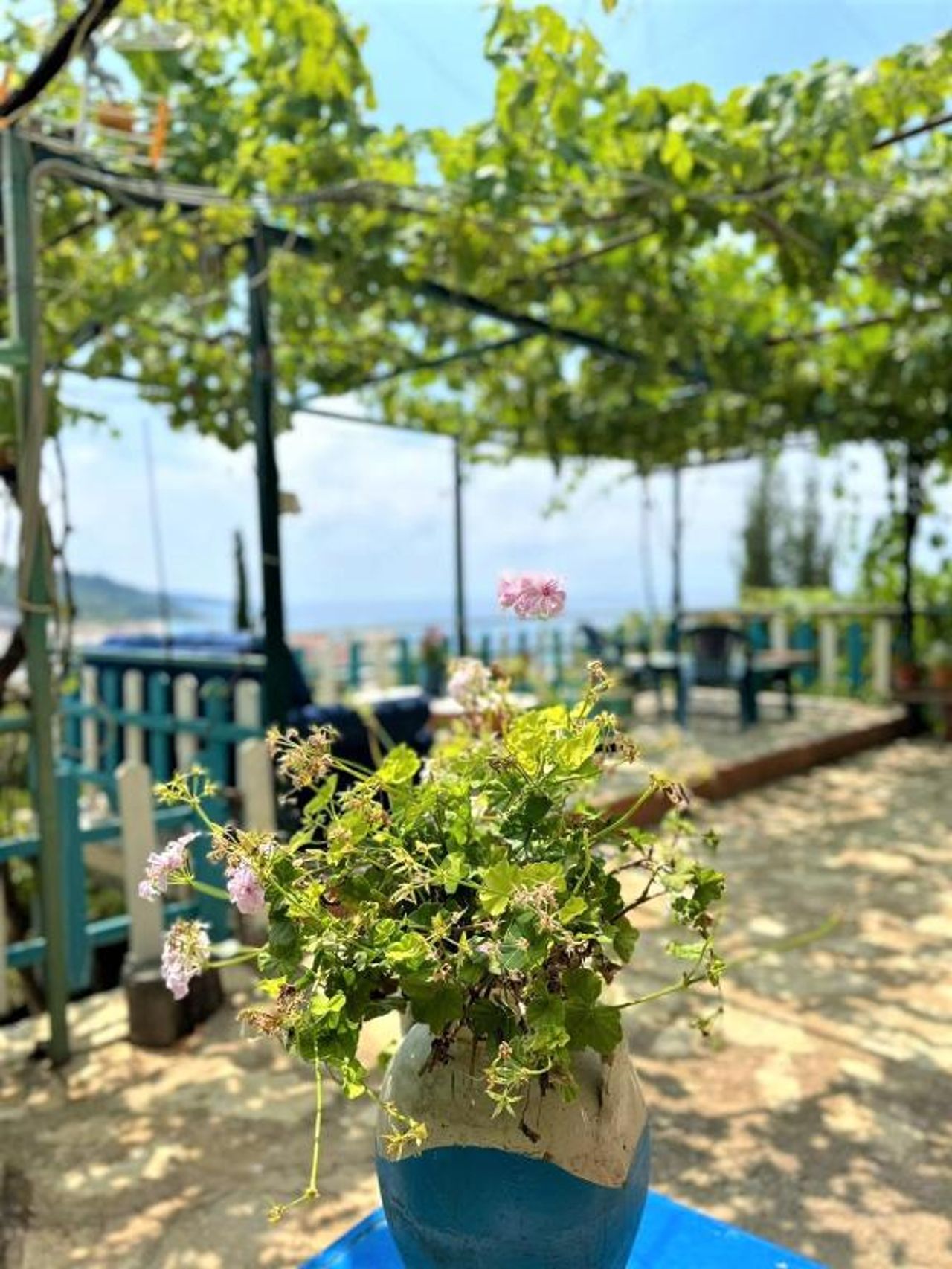 Boungainvillea