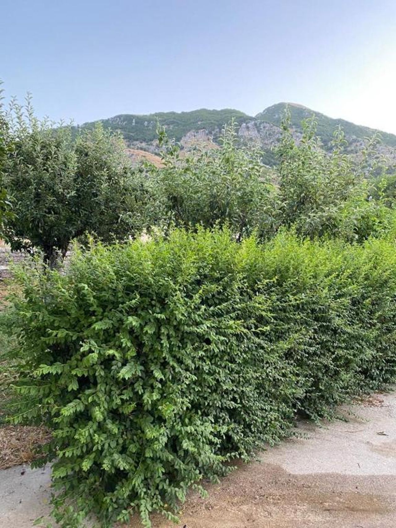 Villa Meta - Welcoming You with Byrek & Traditional Meals