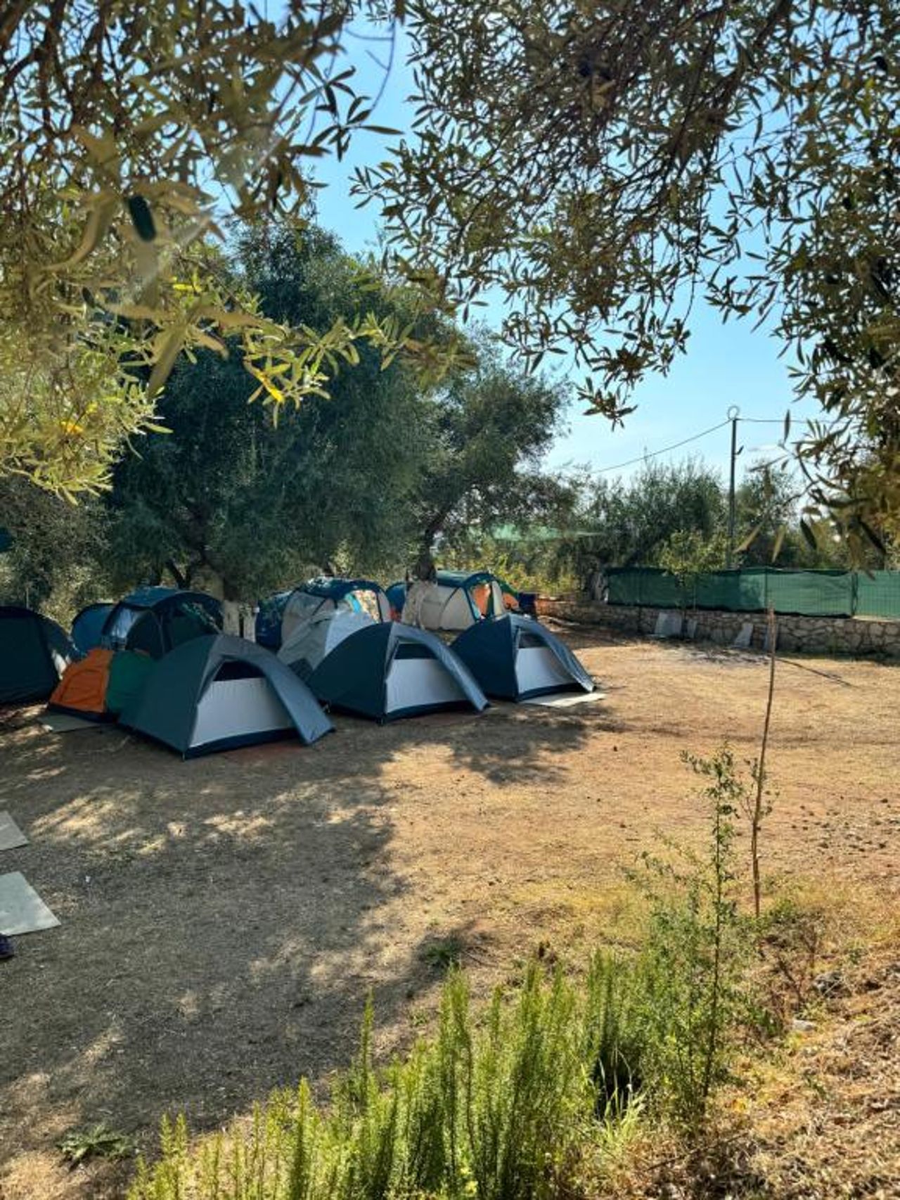 Olive Camping