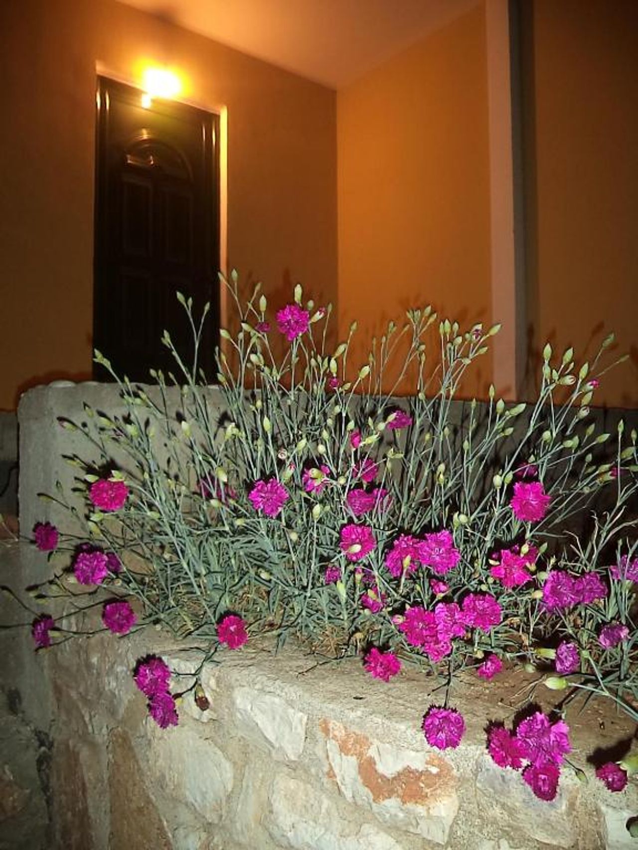 Guest House Solive