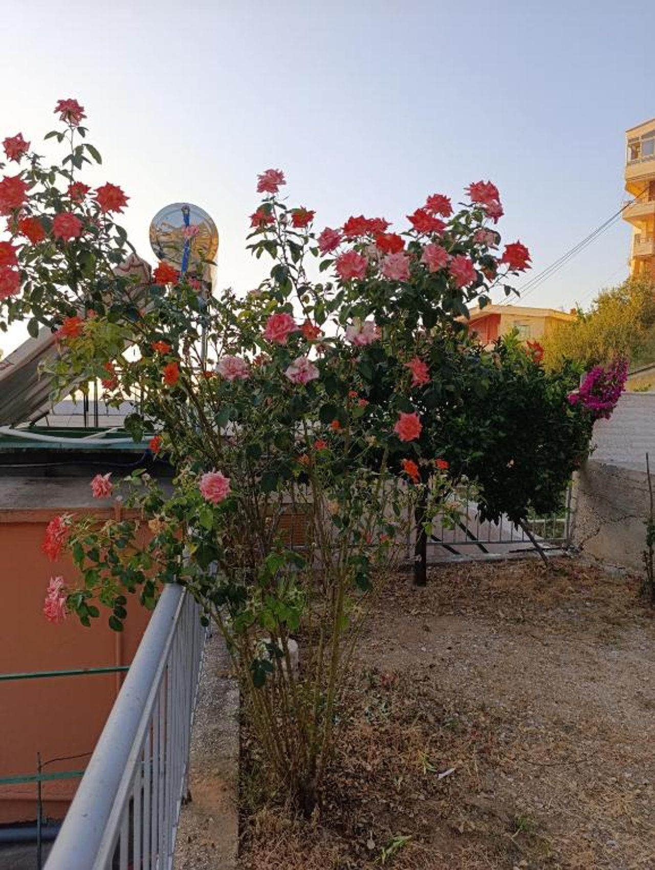 Sole Inn