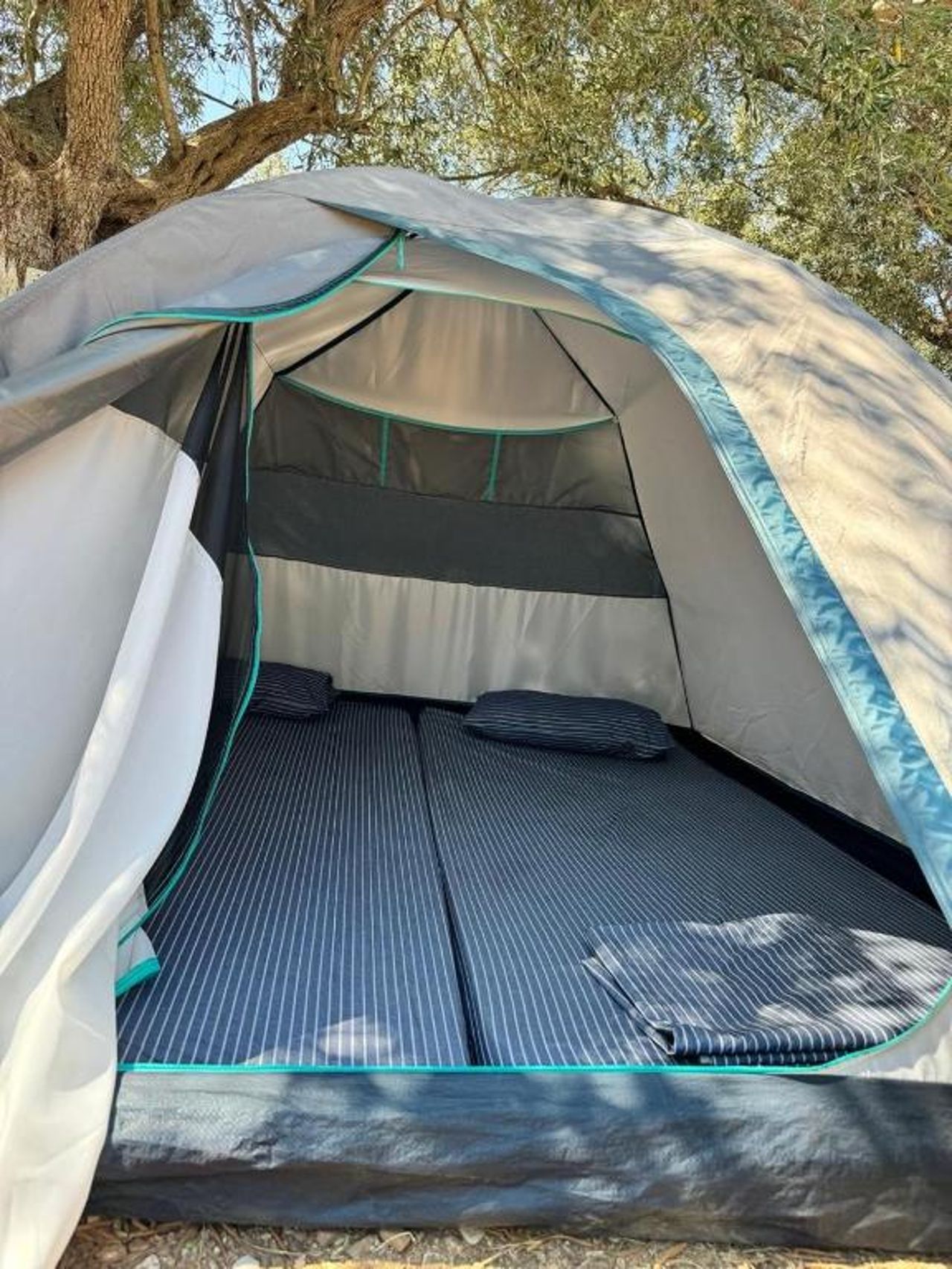 Olive Camping