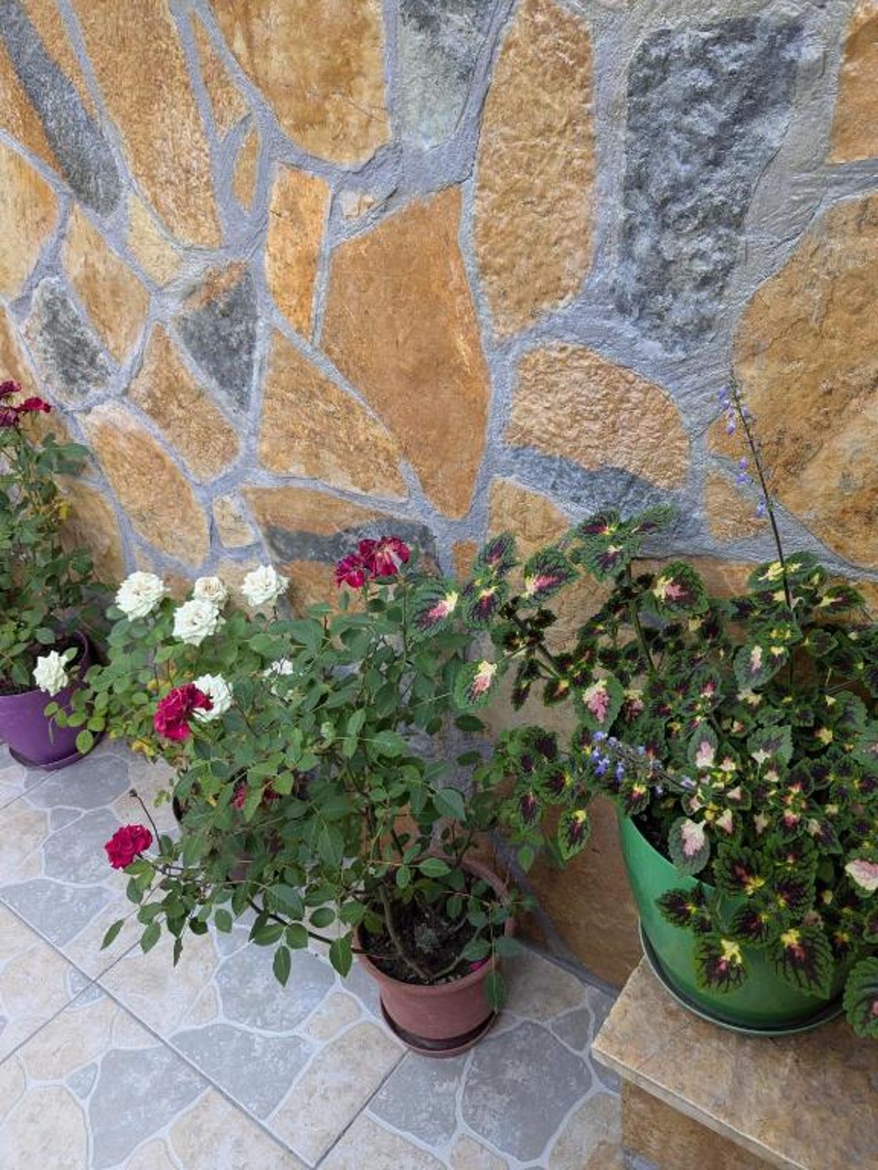Tomor Shehu Guest House