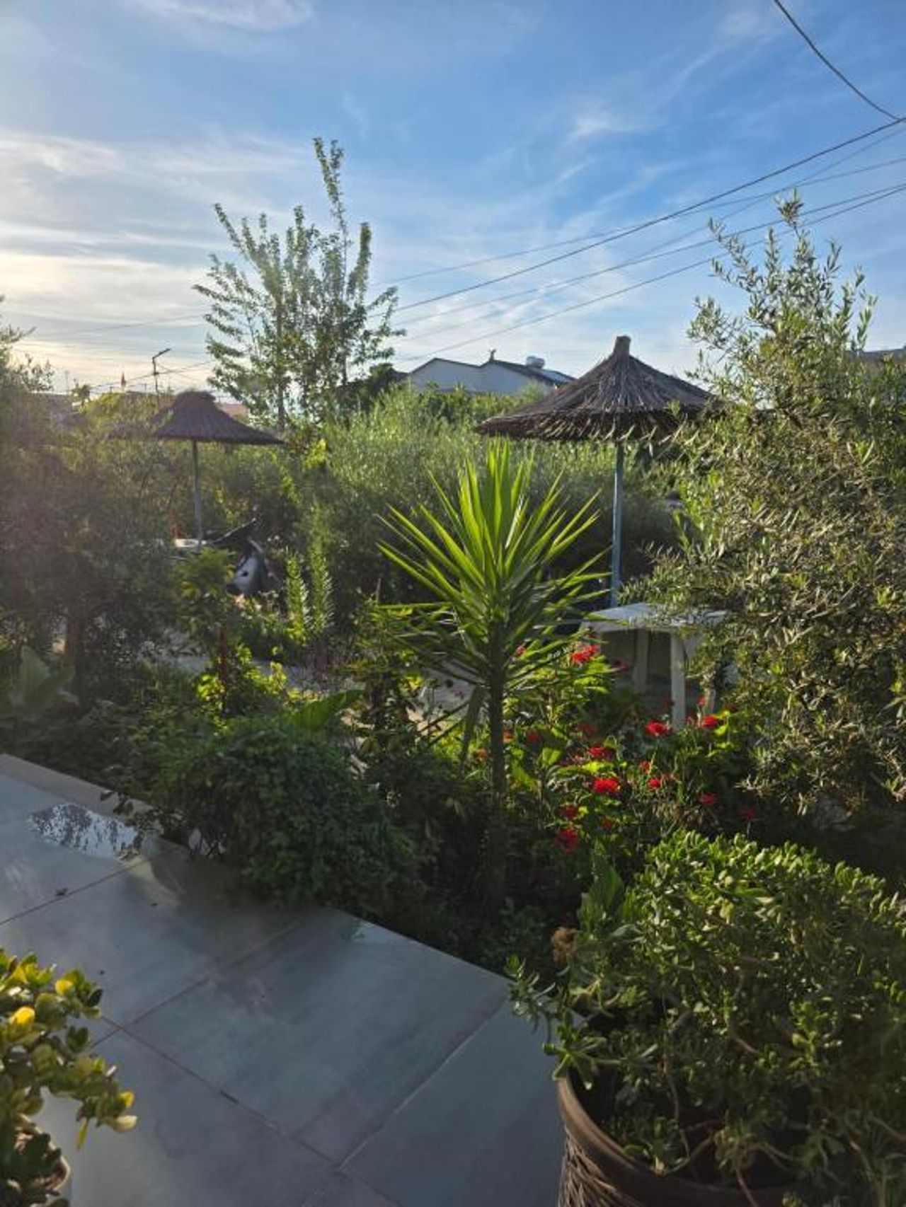 Rey Garden 2