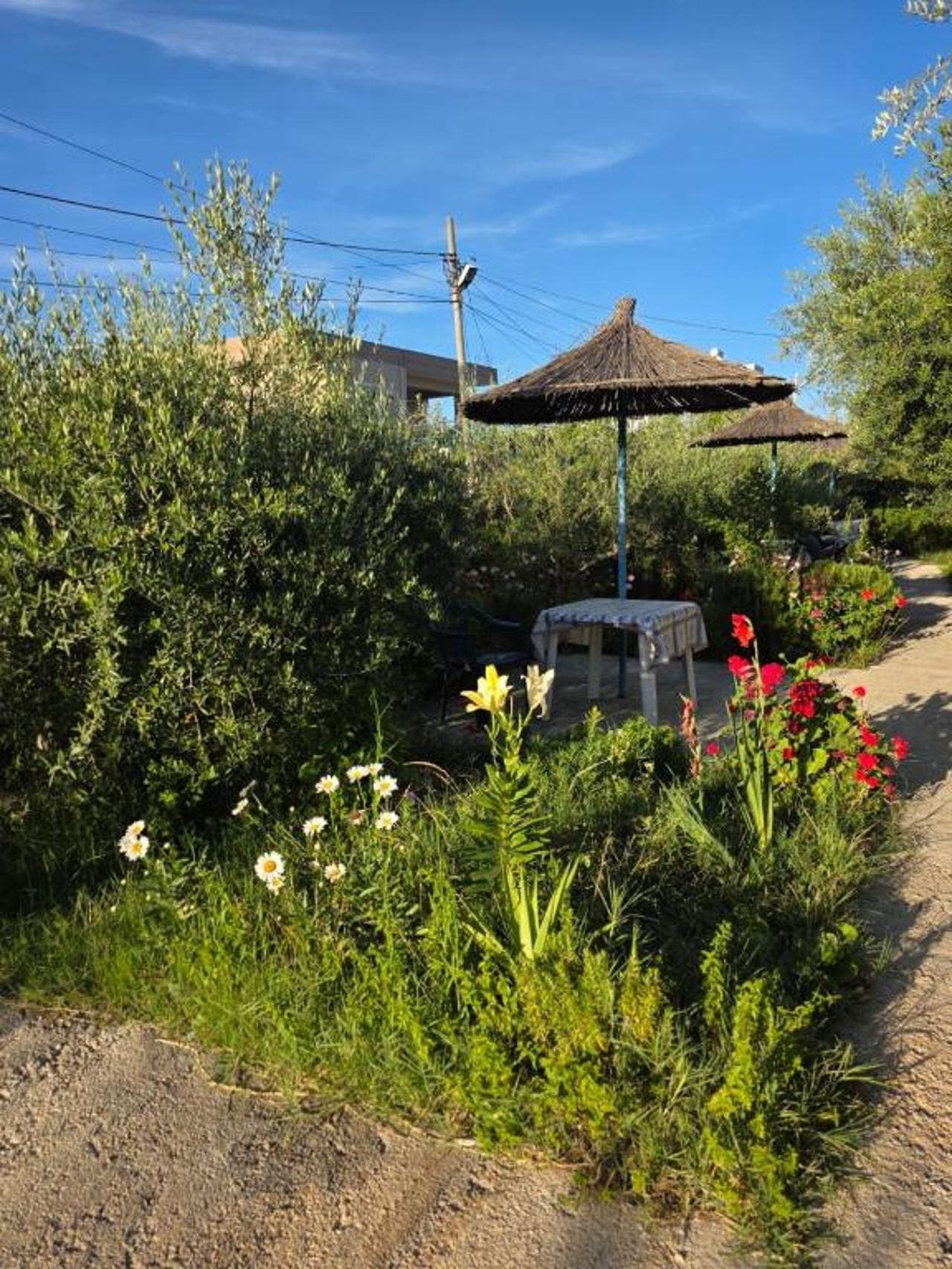 Rey Garden 2