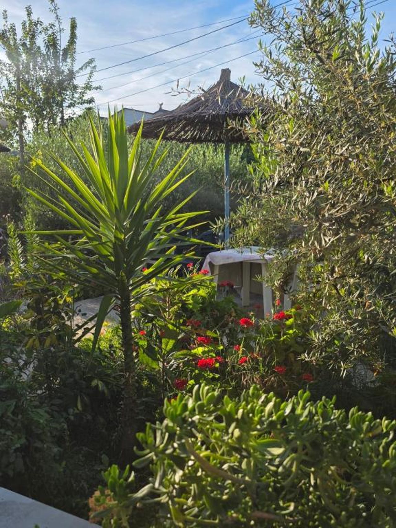 Rey Garden 2